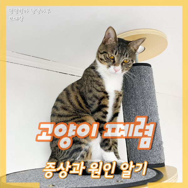  고양이 폐렴 증상 원인, 기침이 잦고 호흡수가 빨라졌다면?