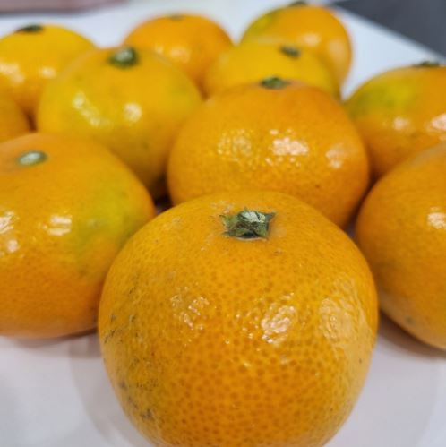  [내돈내산] 탐라황감 당도선별 서귀포 감귤, 2.5kg, 1개 / 쿠팡 로켓프레시 새벽배송