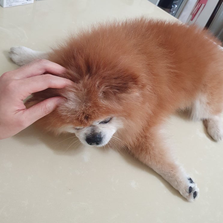 강아지 종합 건강관리가 가능한 유기농 강아지관절영양제 사용기