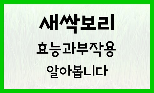  새싹보리 효능과 부작용