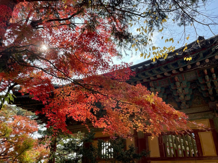 경주단풍명소 운곡서원 불국사 경주단풍구경 실시간 경주단풍명소 운곡서원 불국사 경주단풍구경 실시간