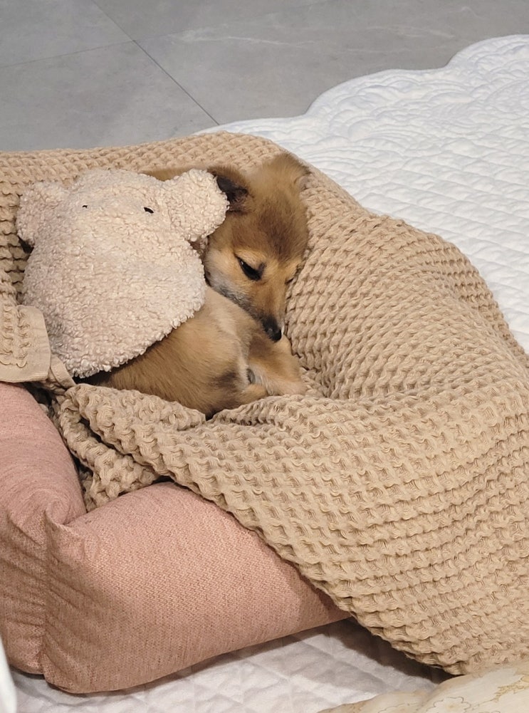  반려동물 목욕수건으로 쓰는 슬립앤슬립 와플 비치타월 후기