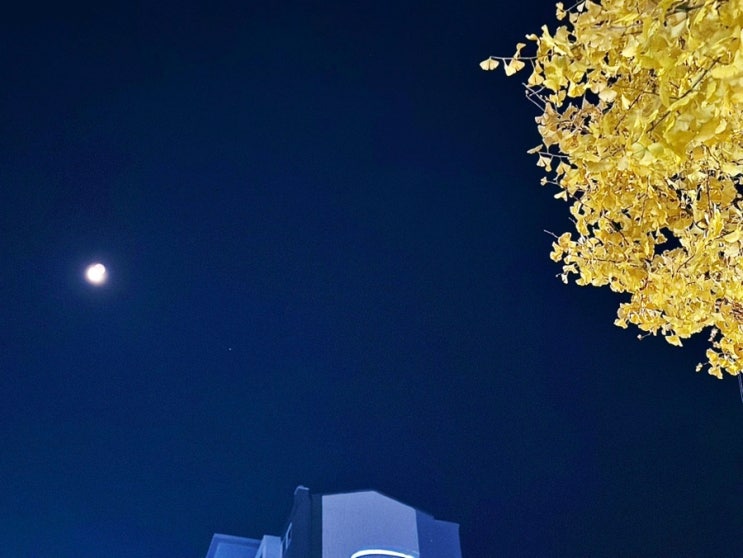 블챌, 네이버 블로그 챌린지 11월 2주 차 : Christina Perri - A Thousand Years (영화 “트와일라잇: 브레이킹 던 ost)