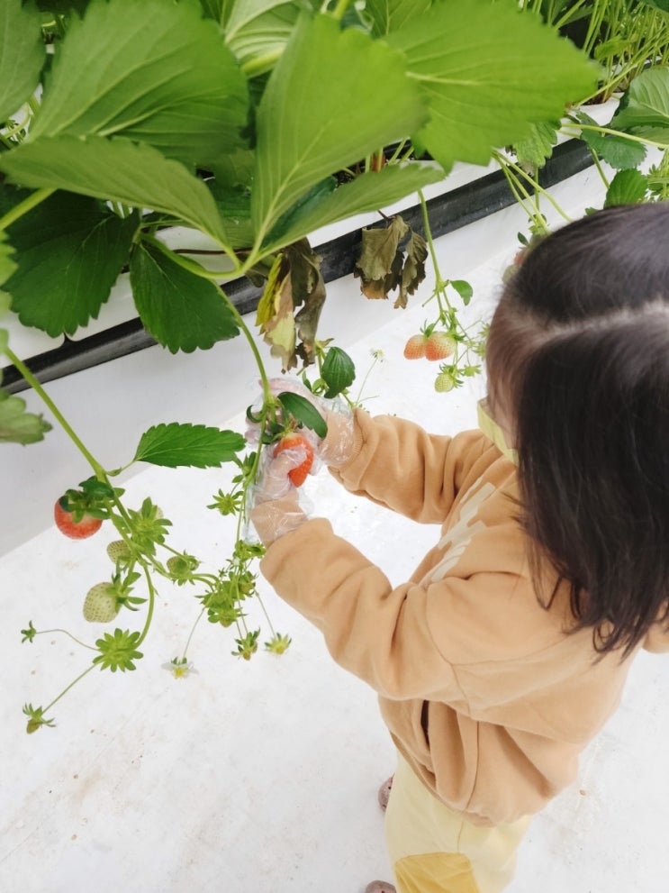  양주 아이와 가볼 만한 곳:) 딸기 따기 체험 '송추팜'