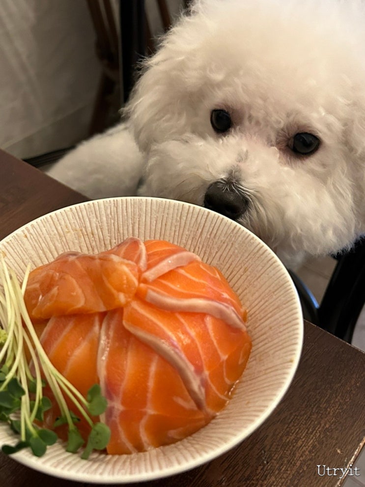  만촌동 맛집 여리식당에서 풋코랑 시간 즐기기 대구 애견동반 식당이라 너무 좋다!