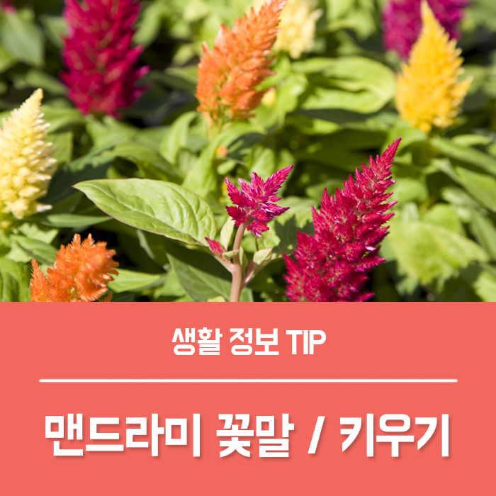  맨드라미 꽃말 맨드라미 키우기, 들려드릴까요?