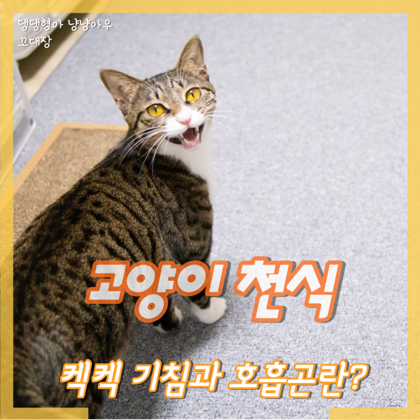 고양이 천식, 기침 호흡곤란 증상을 보인다면?