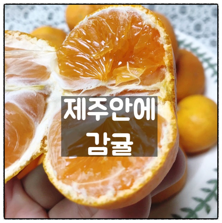  당도높은 제주감귤 제주안에 감귤 맛 후기