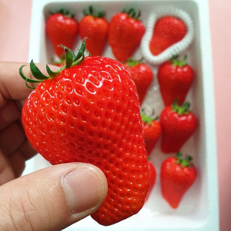  맛있는 딸기를 먹으려면