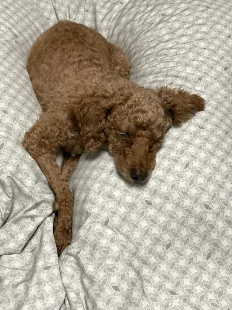 따뜻한 겨울을 위한 인테리어, 겨울 분위기 물씬 나는 우리 집을 사진과 함께 소개해 주세요~