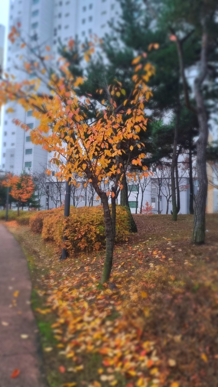 가을 꽃, 겨울 나무
