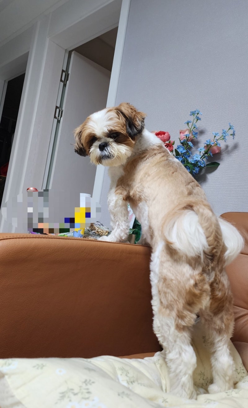 강아지 키우는 비용, 소형견 시츄 한 달 평균 금액 : 네이버 블로그