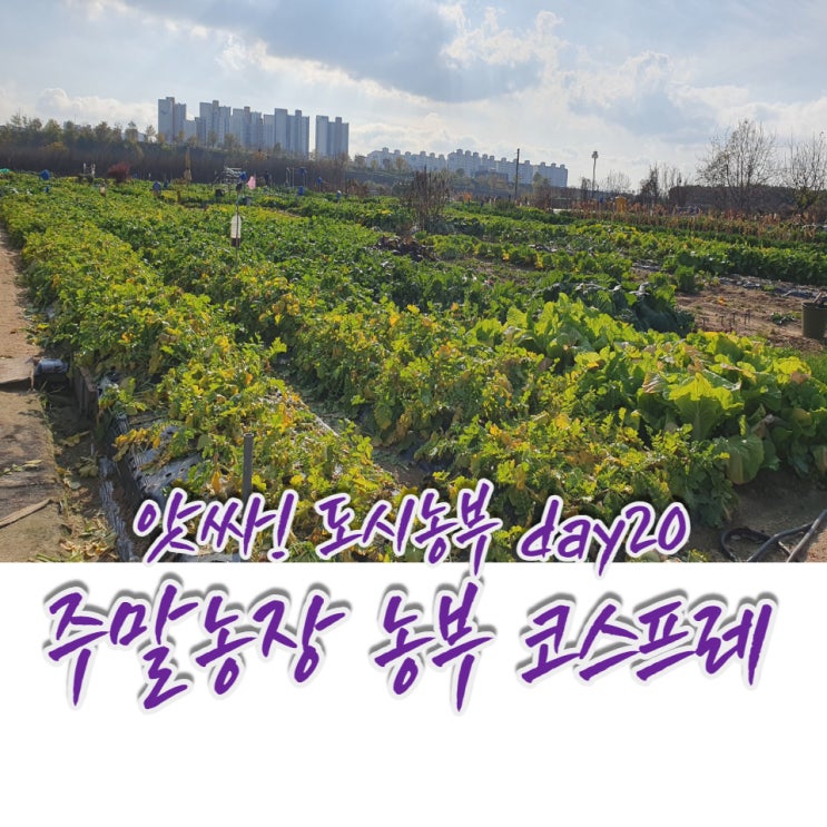  앗싸! 도시농부, 텃밭은 김장 준비하는 중