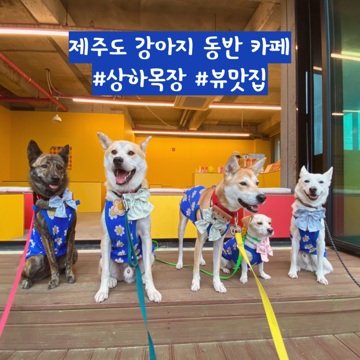 알록달록 제주도 강아지 동반 카페 이드레 알록달록 제주도 강아지 동반 카페 이드레
