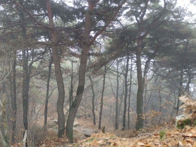 오늘 아침 안개와 어우러진 망현산의 모습들 오늘 아침 안개와 어우러진 망현산의 모습들