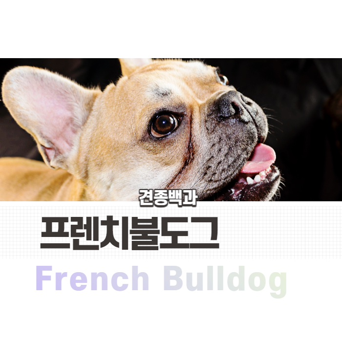  [프렌치불독]반전매력 있는 불도그 성격/털빠짐/특징 알아보기