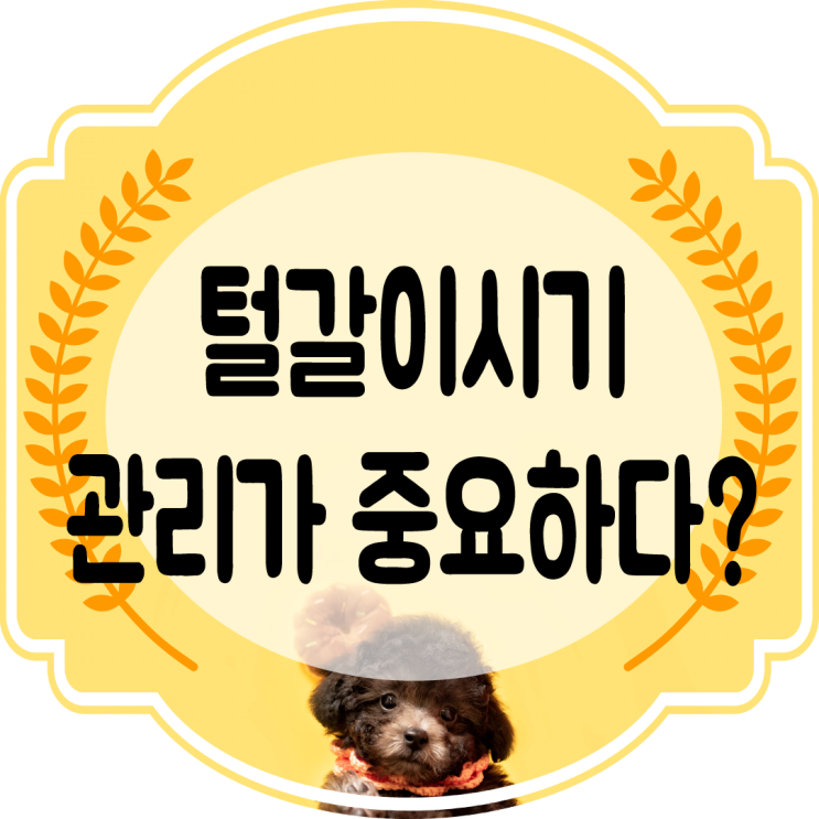  강아지 털갈이 시기는 언제올까?? 기간 . 관리방법을 알아보자!!