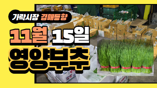 [경매사 일일보고] 11월 15일자 가락시장 "영양부추" 경매동향을 살펴보겠습니다!