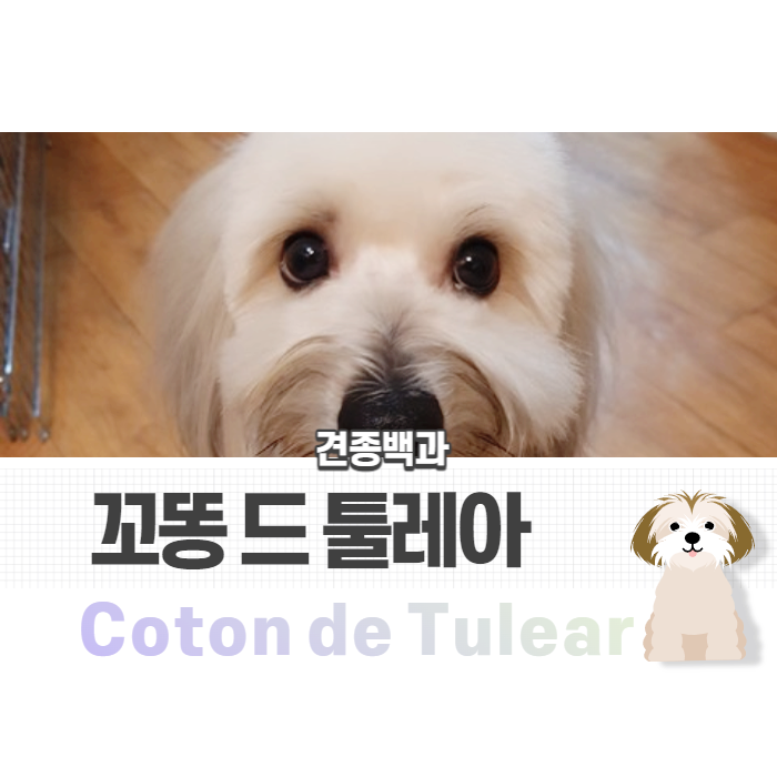  의리 있는 꼬똥 드 툴레아 성격/털빠짐/특징 알아보기