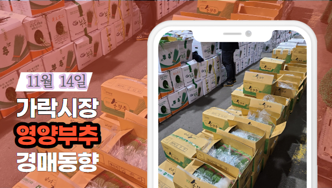 [경매사 일일보고] 11월 14일자 가락시장 "영양부추" 경매동향을 살펴보겠습니다!