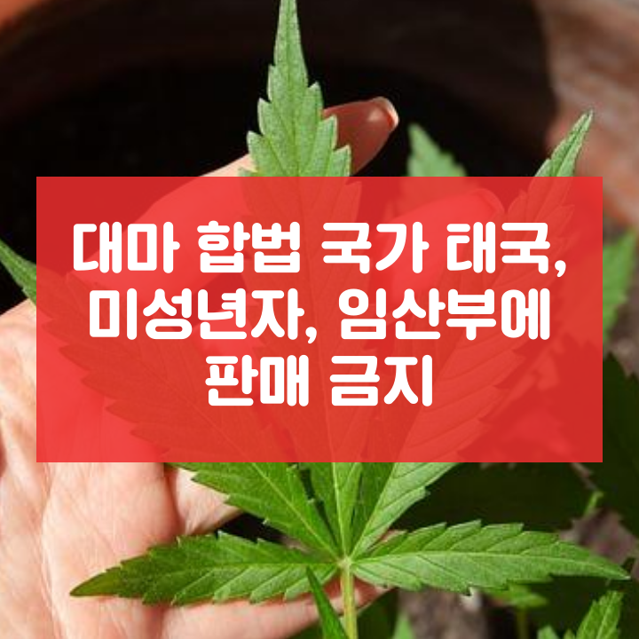  대마 합법 국가 태국, 미성년자, 임산부에 판매 금지