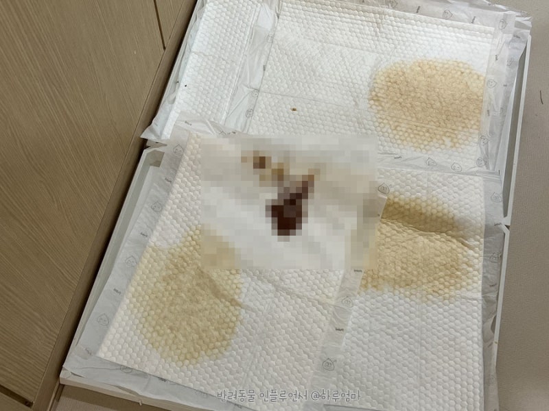 강아지 췌장염 증상, 구토 피똥 설사 원인과 치료 : 네이버 블로그