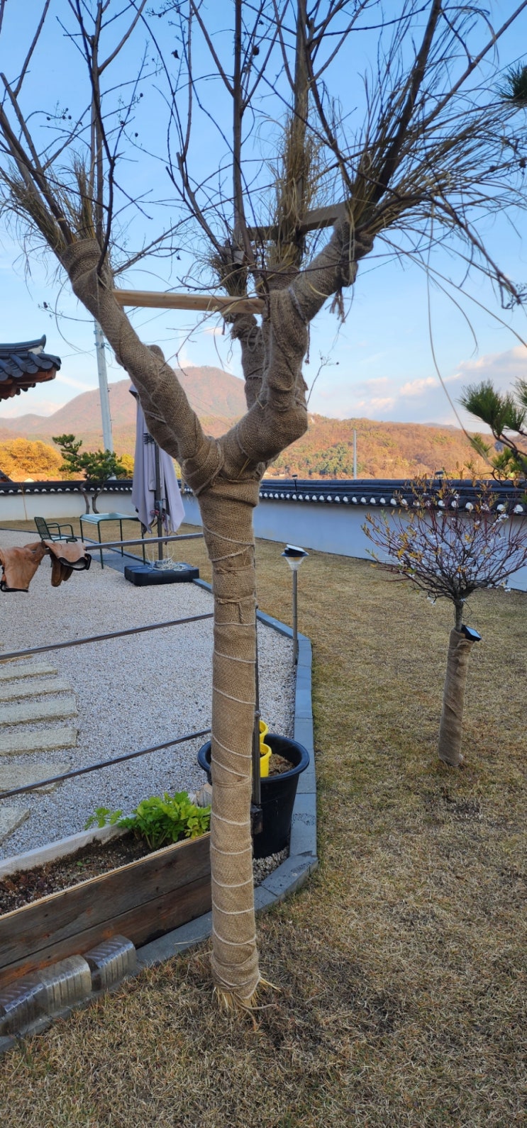  추위에 약한 수목 겨울 나기 준비 했습니다.