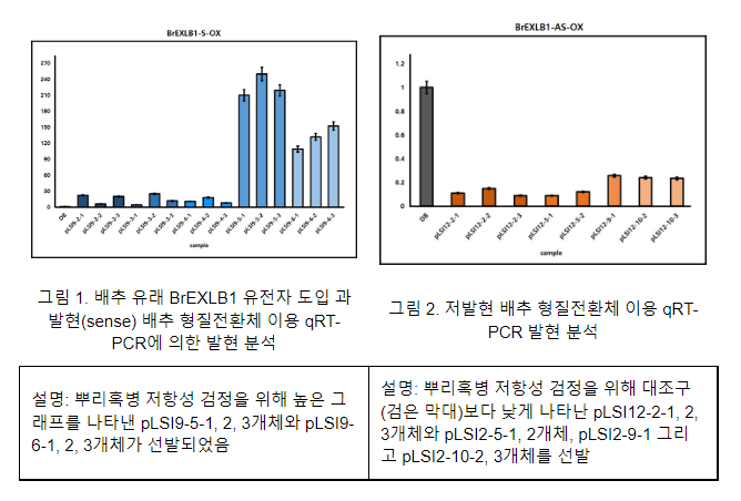 뿌리혹병 저항성 가진 배추 유래 유전자 기능 밝혀(국제학술지에 논문 게재… 뿌리혹병 저항성 품종 개발에 활용 기대)_농촌진흥청 뿌리혹병 저항성 가진 배추 유래 유전자 기능 밝혀(국제학술지에 논문 게재… 뿌리혹병 저항성 품종 개발에 활용 기대)_농촌진흥청