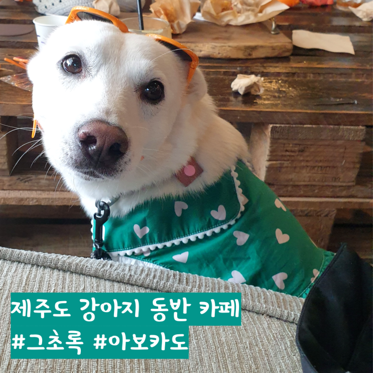 아보카도 커피가 있는 제주도 강아지 동반 카페 그초록 아보카도 커피가 있는 제주도 강아지 동반 카페 그초록
