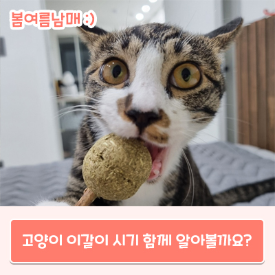  고양이 이갈이 시기 언제오는지 그리고 관리 방법!