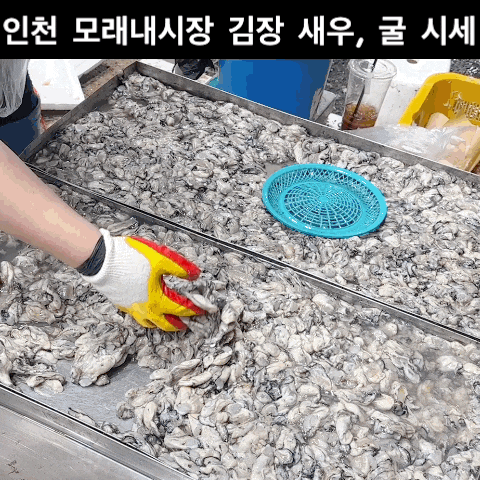  인천 모래내시장 김장 새우, 굴 시세