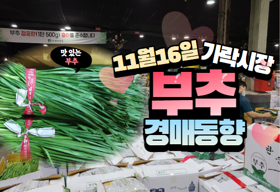  [경매사 일일보고] 11월 16일자 가락시장 "부추" 경매동향을 살펴보겠습니다!
