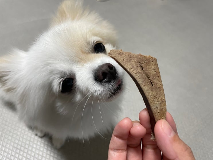  강아지 순대. 돼지간, 강아지순대간 둘 다 먹어도 될까요