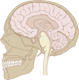 뇌하수체의 이상으로 발생하는 질병: 말단비대증을 중심으로