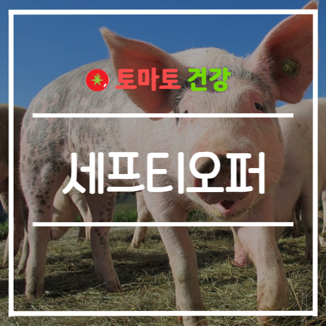  세프티오퍼 항생제란?