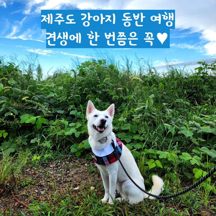 제주도 강아지 동반 여행(5인 5견) 일정 및 비용 제주도 강아지 동반 여행(5인 5견) 일정 및 비용