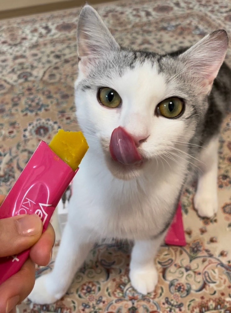  고양이 신장영양제, 닥터멍닥터냥 벳팩트키드니