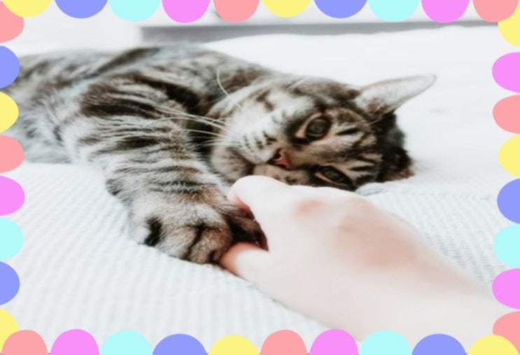  고양이 폐수종 원인 폐렴 증상 숨소리 호흡수 변화
