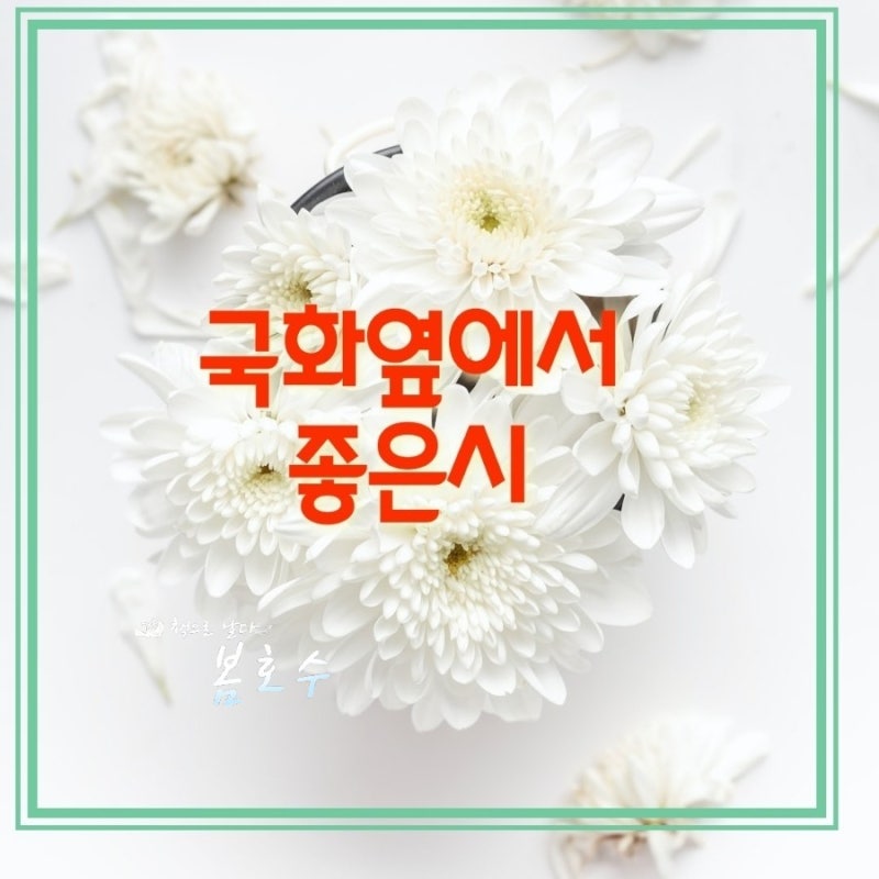 꽃시 국화옆에서 서정주 좋은시 가을시추천 한송이 국화꽃을 피우기 위해