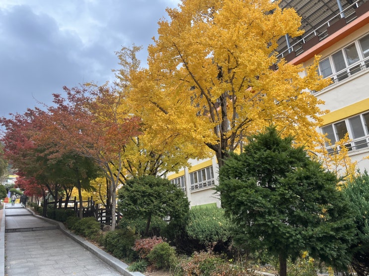  [1학년-교사교육과정 11.15.(화)] 국어 5.알맞은 목소리로 읽어요(수행평가),채점기준표 루브릭 그 자체를 활용한 학생의 이해도 확인 점검,생활지도(김해동광초등학교)