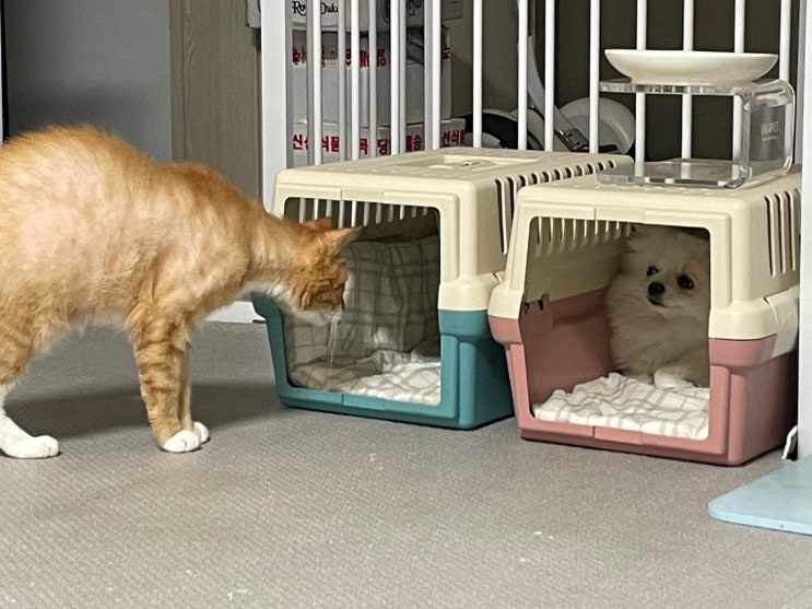  강아지, 고양이 합사 이야기. 11월 2주 일기