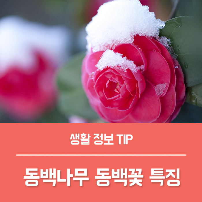  나만 알고싶은 동백꽃 꽃말, 동백나무 키우기