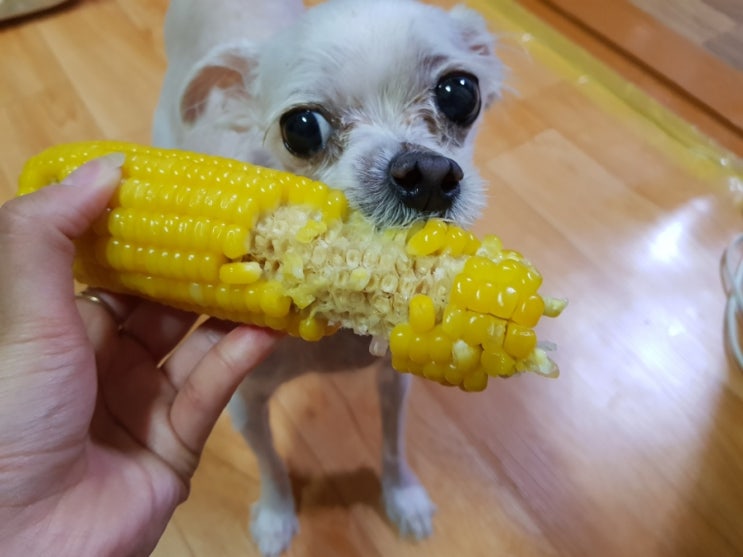  강아지 옥수수 먹어도 되는 음식! 급여량