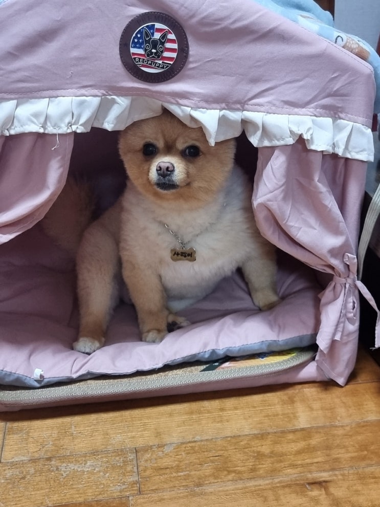  한창 귀여울 시기인 사랑이