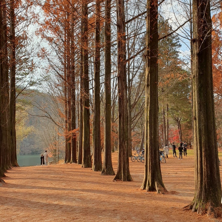 남이섬 당일치기 (가는 법, 입장권, 코스, 배 시간, 볼거리 등)