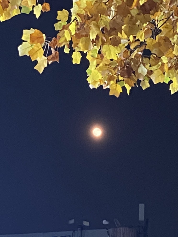  여우자매 18화 업로드! 판타지 웹툰 추천