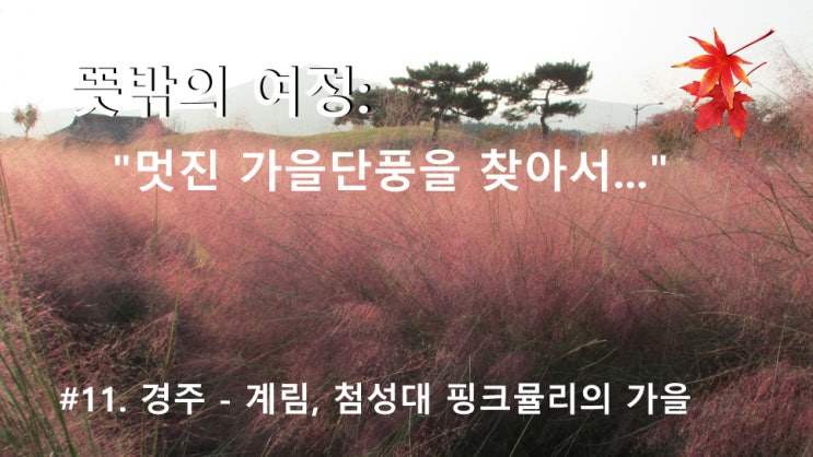 #11. 경주 - 계림, 첨성대 핑크뮬리의 가을 #11. 경주 - 계림, 첨성대 핑크뮬리의 가을