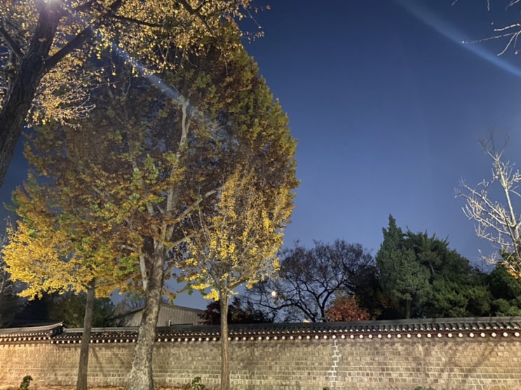  [22년 11월 2주] 온유약국 오메가3 구입부터 동대문 붕어빵 먹방
