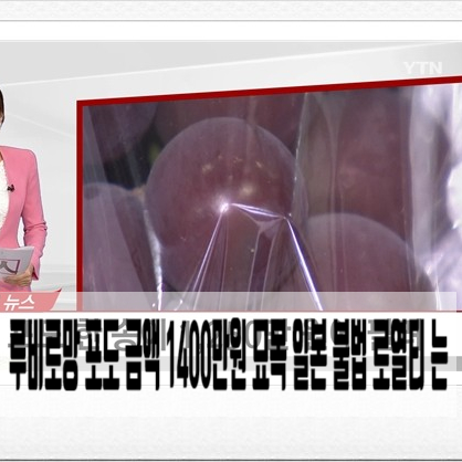  루비로망 포도 금액 1400만원 묘목 일본 불법 로열티 는