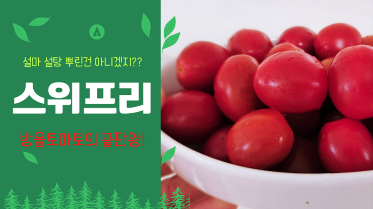  방울토마토의 끝판왕, 스위프리 샤인마토 내돈내산 시식 후기